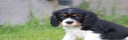 Cavalier King Charles Spaniel dogs for sale: Beautiful Cavalier King Charles Spaniel puppies - Advert 17