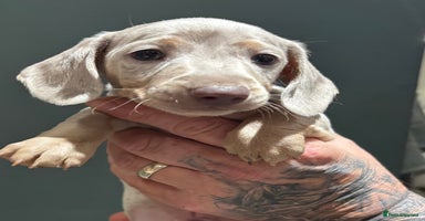 Miniature Dachshund dogs - Advert 15