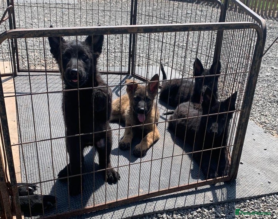 German Shepherd dogs German shepherd puppies - Advert 11