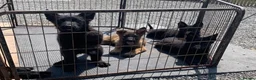 German Shepherd dogs for sale: German shepherd puppies - Advert 1
