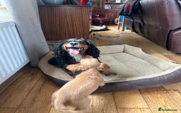 Cocker Spaniel dogs for sale: registered cocker spaniel pup for sale - Image 11