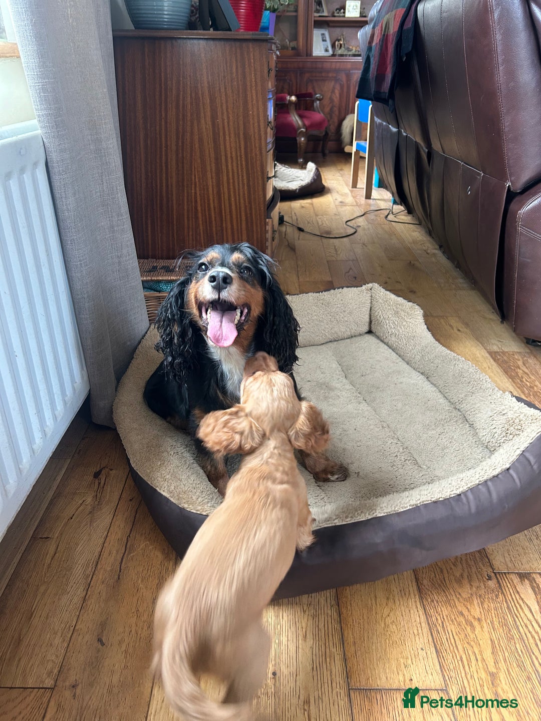 Cocker Spaniel dogs for sale: registered cocker spaniel pup for sale - Image 11
