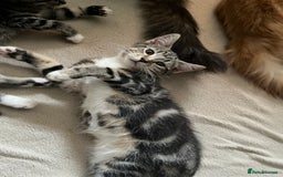 Maine Coon cats for sale: Adorable Kittens - Image 18