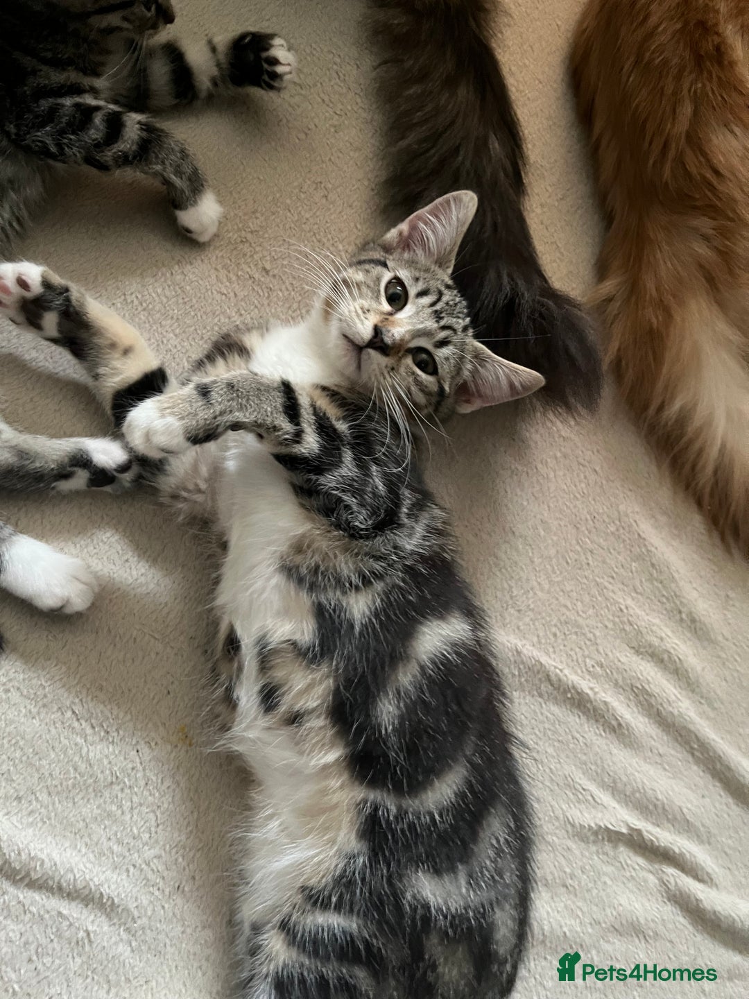 Maine Coon cats for sale: Adorable Kittens - Image 18