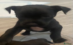 Patterdale Terrier dogs for sale: Patterdale pups for sale  - Image 4