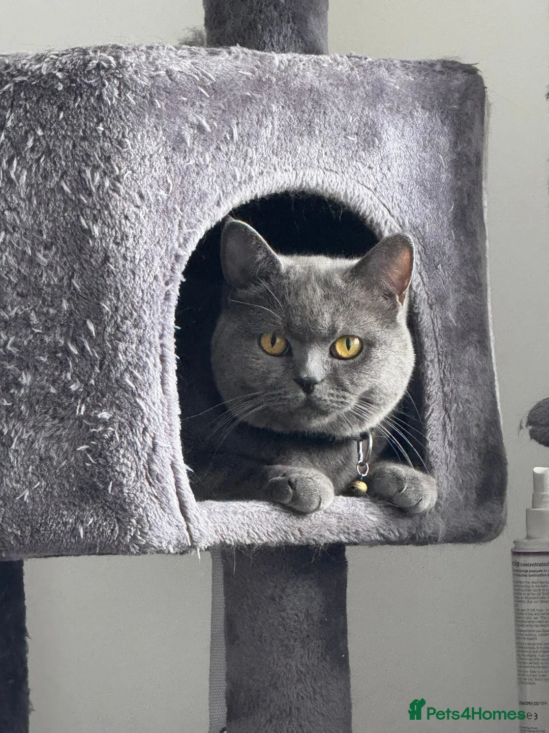 British Shorthair cats for sale: British Shorthair Cat looking for forever home in Witney - Advert 2
