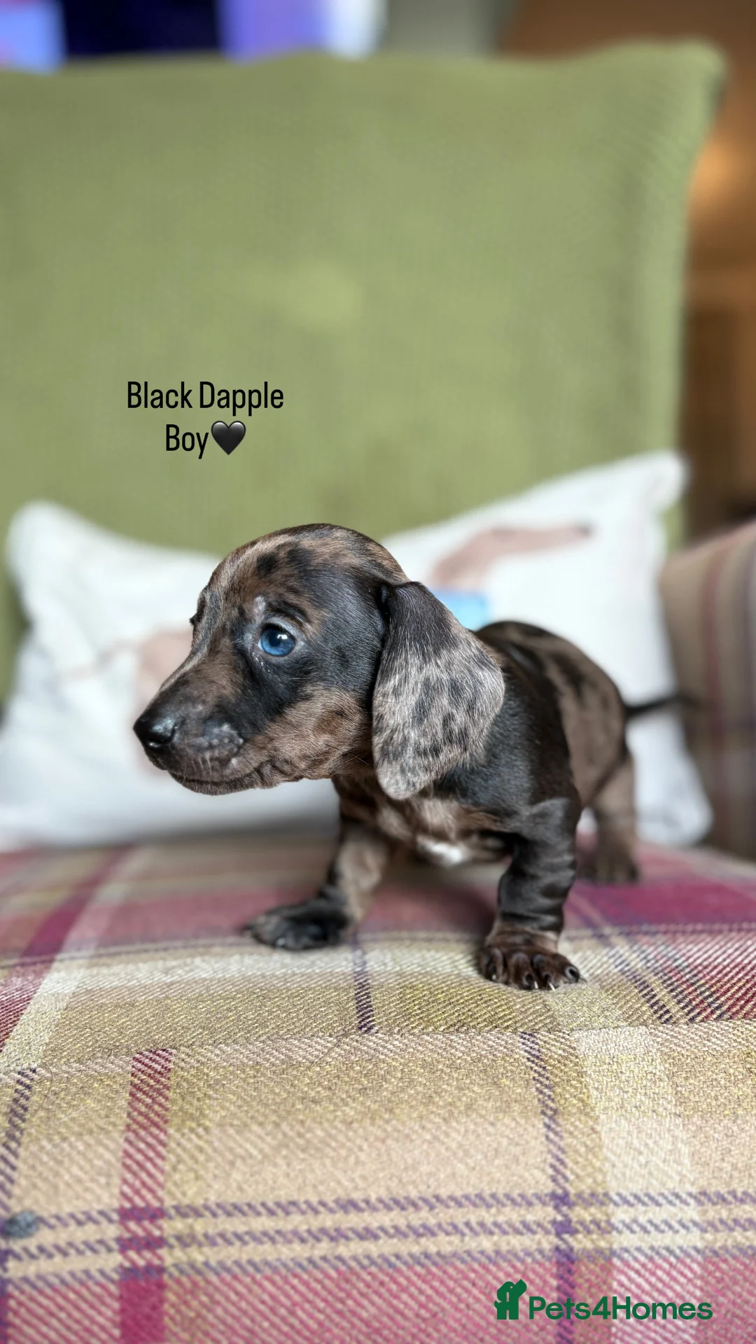 Miniature Dachshund dogs for sale: SMOOTH HAIRED MINIATURE DACHSHUNDS🖤 - Advert 6