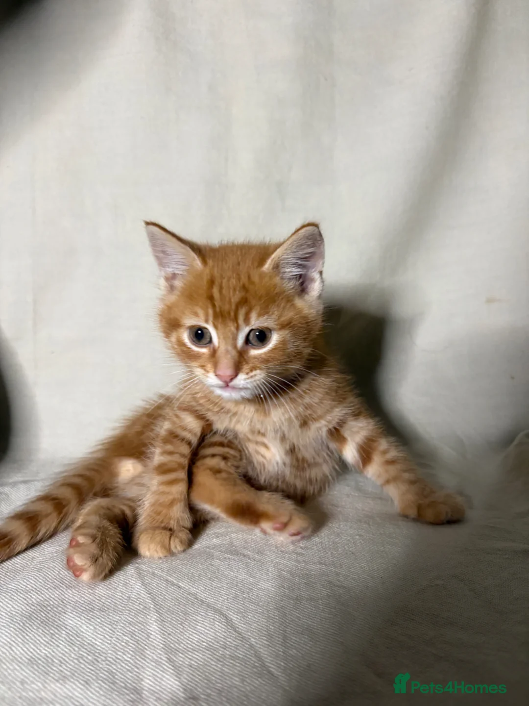 Mixed Breed cats for sale: 6 Kittens ready for rehoming! (Price not all same) in Dagenham - Advert 2