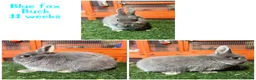 Netherland Dwarf rabbits for sale: Pure breed Netherlands dwarf  - Advert 5
