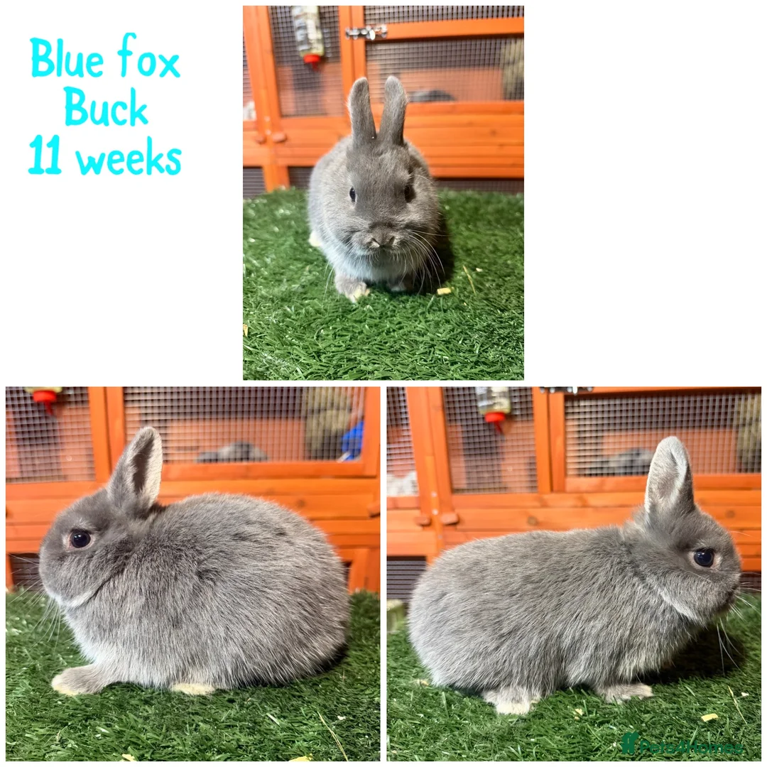 Netherland Dwarf rabbits for sale: Pure breed Netherlands dwarf  - Advert 5
