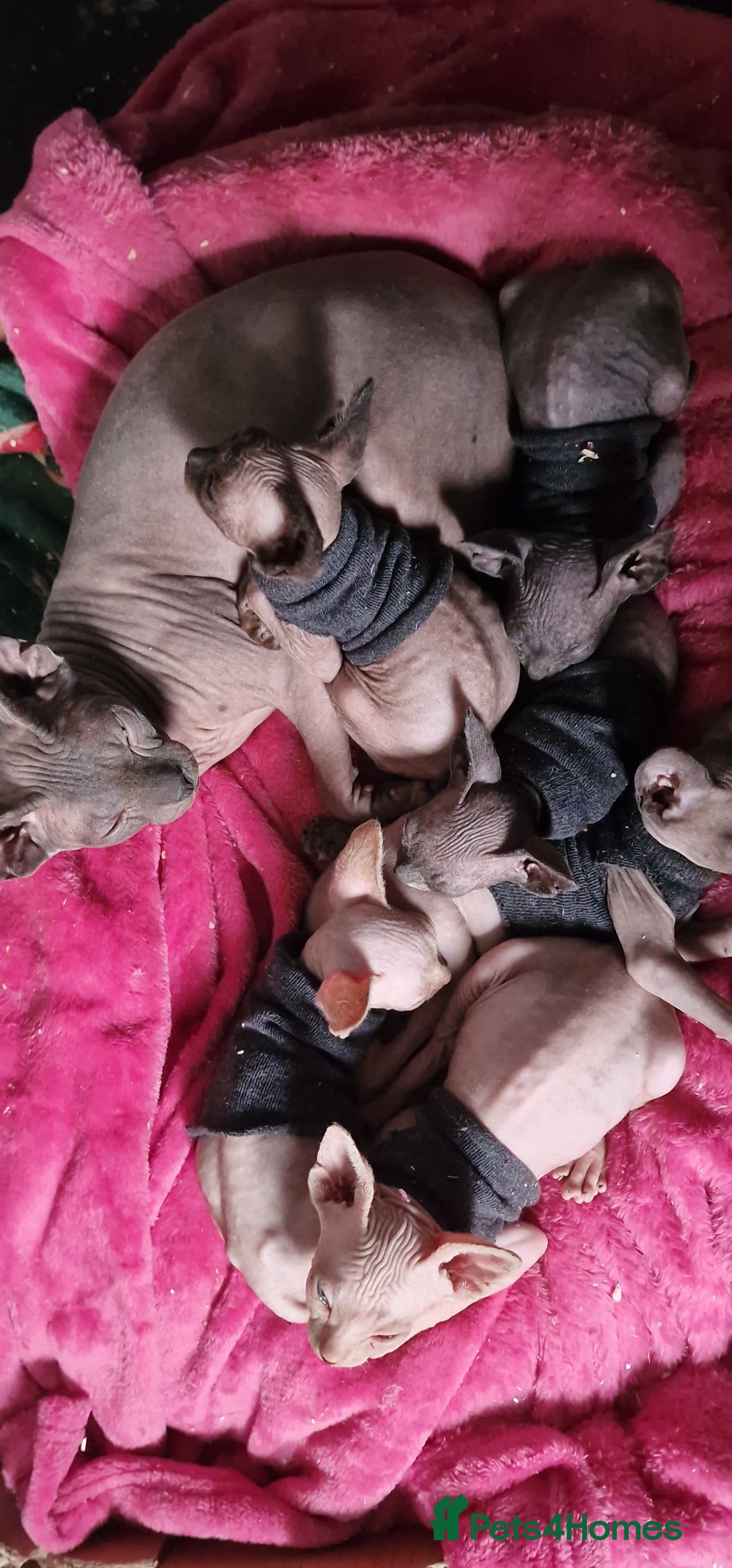 Sphynx cats for sale: Gorgeous Canadian Sphynx kittens - Image 27