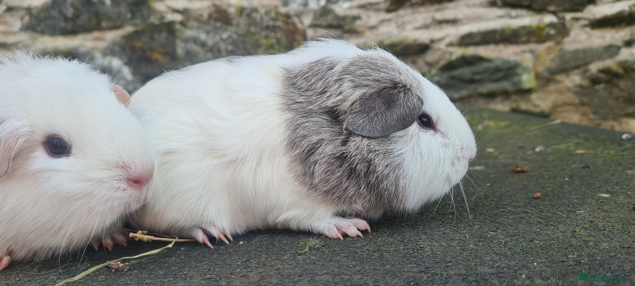 Guinea Pig rodents for sale: Female smooth haired guinea pigs - Advert 2