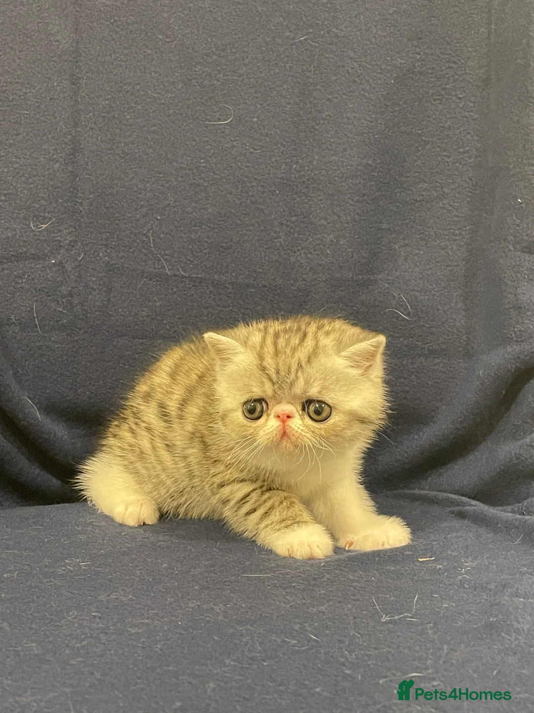 Exotic cats for sale: Gorgeous GCCF registered Exotic Shorthair kittens - Advert 1