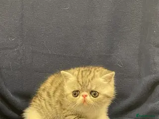 Exotic cats Gorgeous GCCF registered Exotic Shorthair kittens - Advert 1
