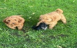 Cockapoo dogs for sale: Red Cockapoo puppies for sale - Image 6