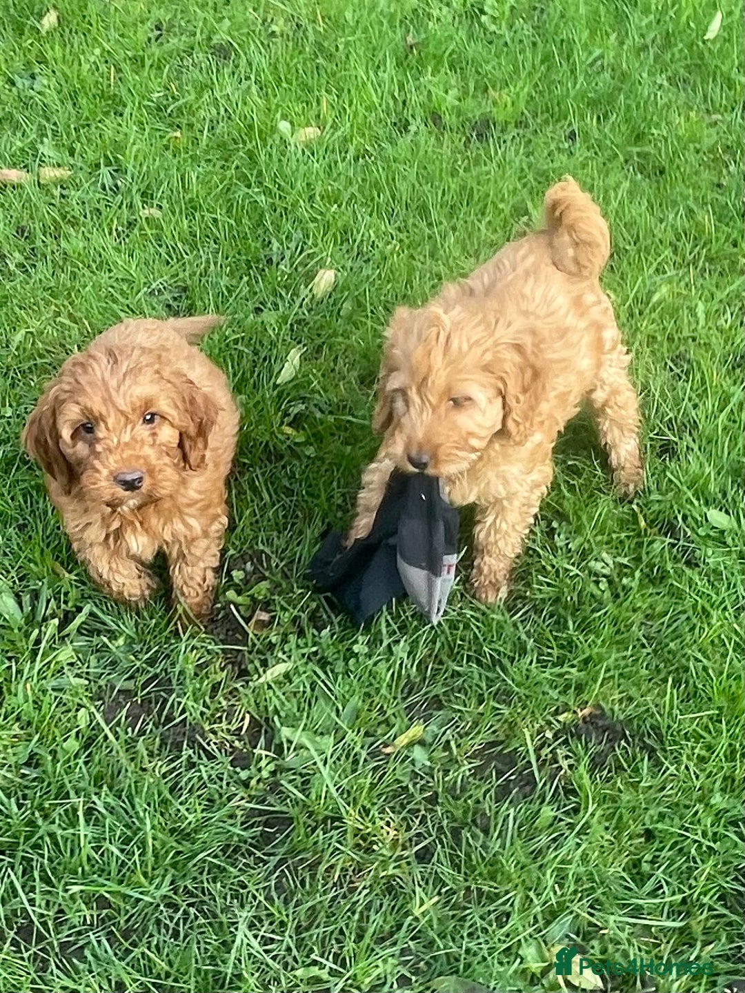 Cockapoo dogs for sale: Red Cockapoo puppies for sale - Image 6