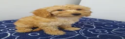 Miniature Poodle dogs for sale: Beautiful miniature poodle puppies ready now - Advert 3