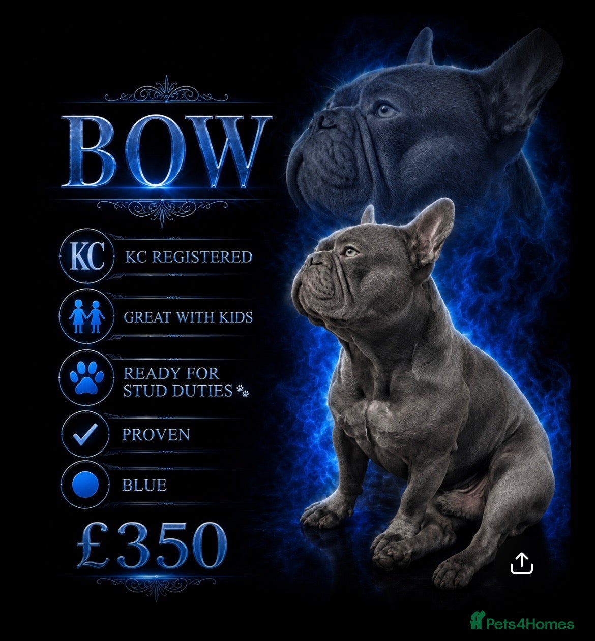 French Bulldog dogs Bow 🐾🐾 - Advert 1