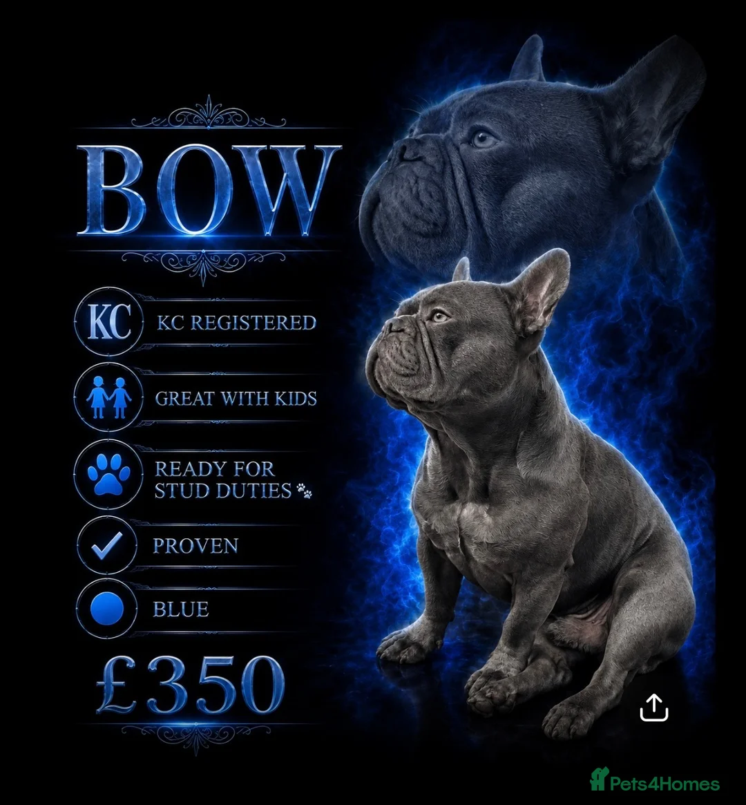 French Bulldog dogs for stud: Bow 🐾🐾 - Advert 1