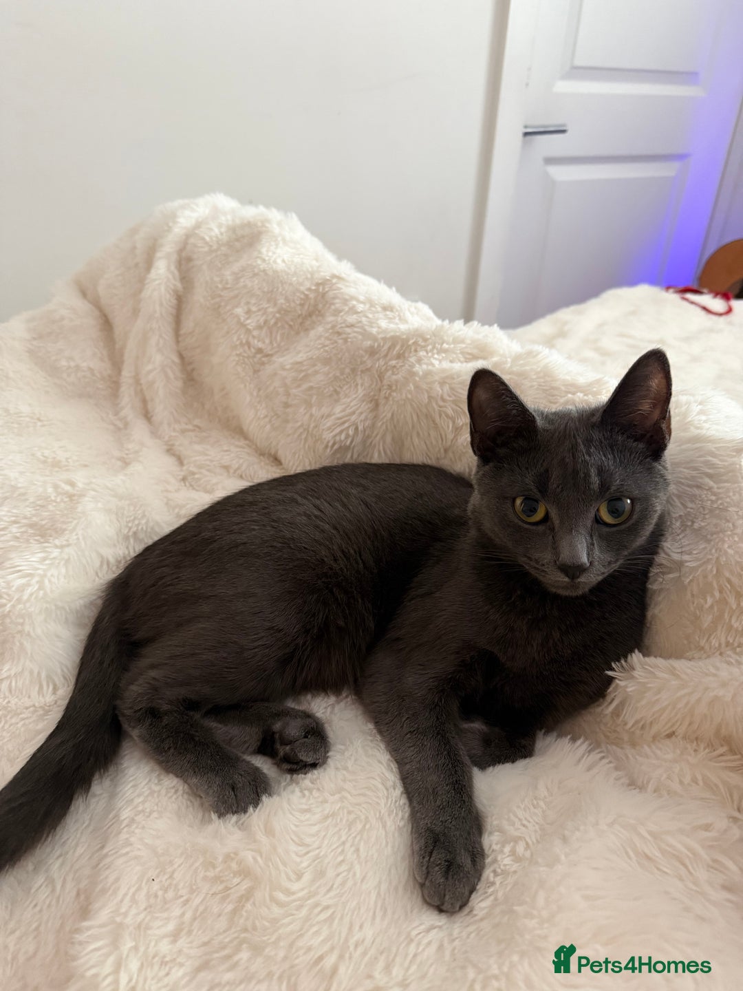 British Shorthair cats for sale: Beautiful Grey British Shorthair Cat  - Image 2