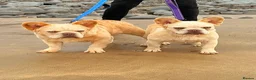 French Bulldog dogs for sale: Wavy/Puffy Coated French Bulldogs - Advert 1