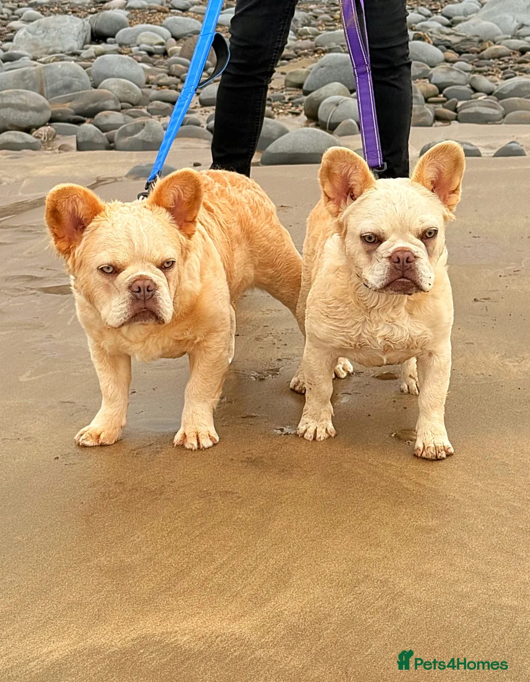French Bulldog dogs for sale: Wavy/Puffy Coated French Bulldogs - Advert 1