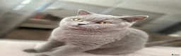 British Shorthair cats for sale: Adorable British Shorthair Kittens Lilac and Blue in Waltham Cross - Advert 8