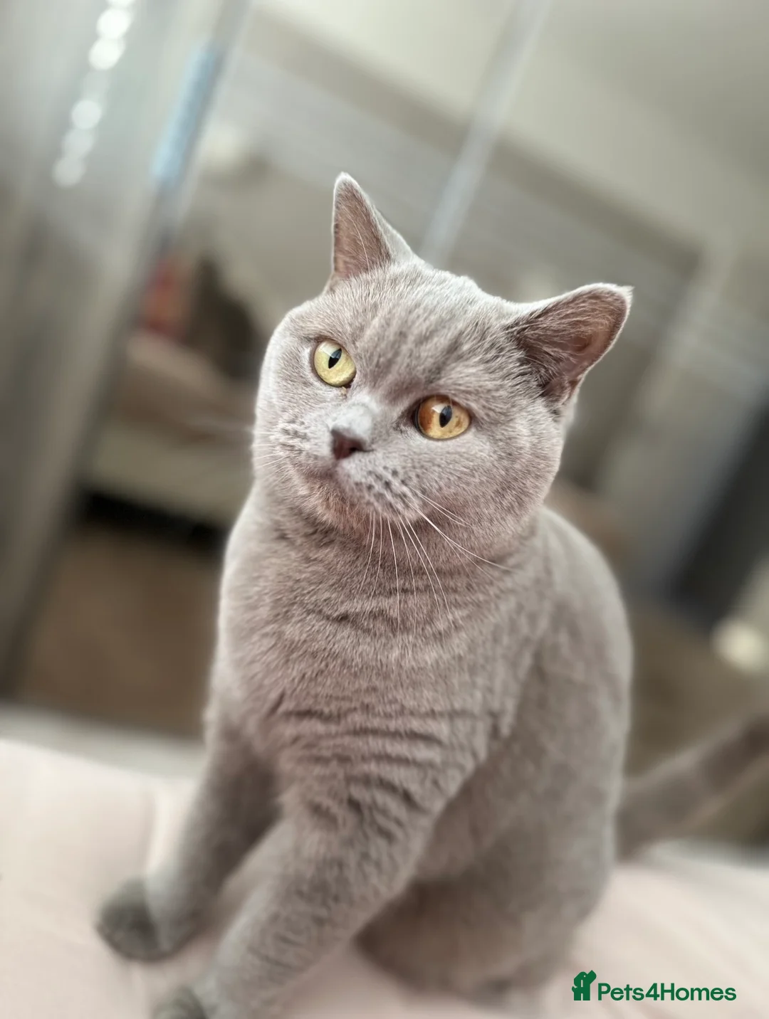 British Shorthair cats for sale: Adorable British Shorthair Kittens Lilac and Blue in Waltham Cross - Advert 8