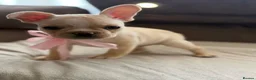 French Bulldog dogs for sale: ONLY 3 LEFT! Beautiful KC Reg French Bulldog Pups - Advert 6