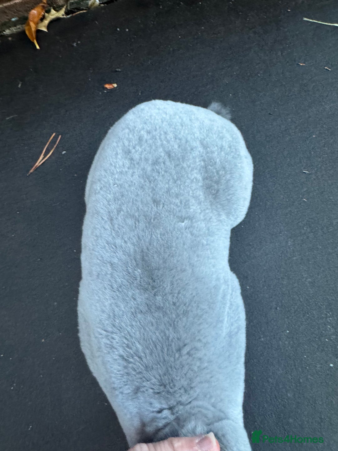 Rex rabbits for sale: Baby Female Rex Rabbit  - Image 3