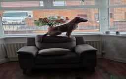 Mixed Breed dogs for sale: 5 month old Belgian Malinois x American Bulldog - Image 1