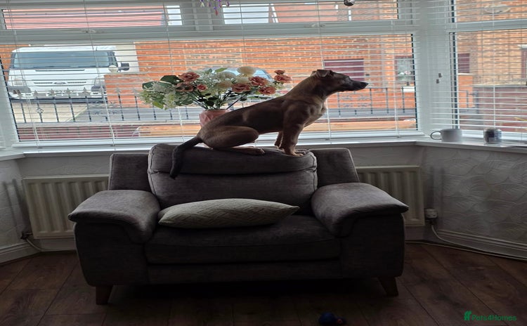 Mixed Breed dogs - Advert 1