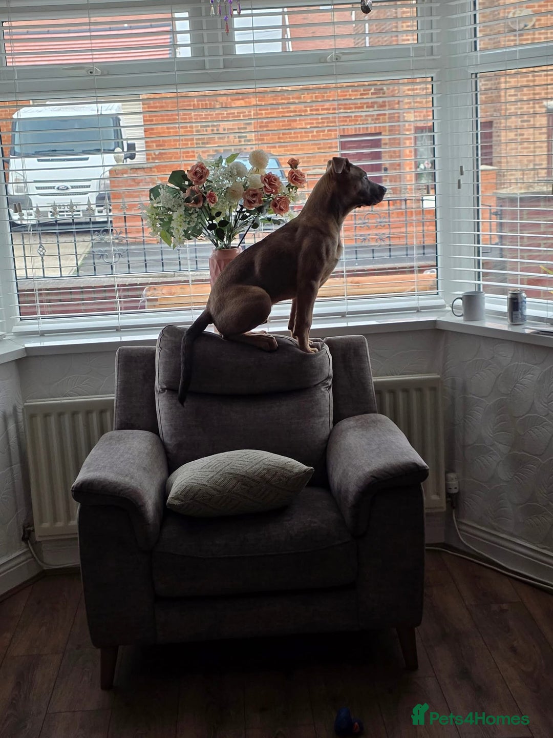 Mixed Breed dogs for sale: 5 month old Belgian Malinois x American Bulldog - Image 1