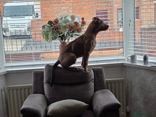 Mixed Breed dogs for sale - Advert 1