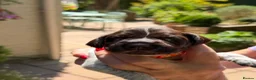 German Shorthaired Pointer dogs for sale: Stunning litter of 14 German short-haired pointers in Winchester - Advert 29