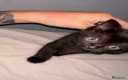 Mixed Breed cats for sale: Cute, Cuddly Kittens 💝 - Image 10
