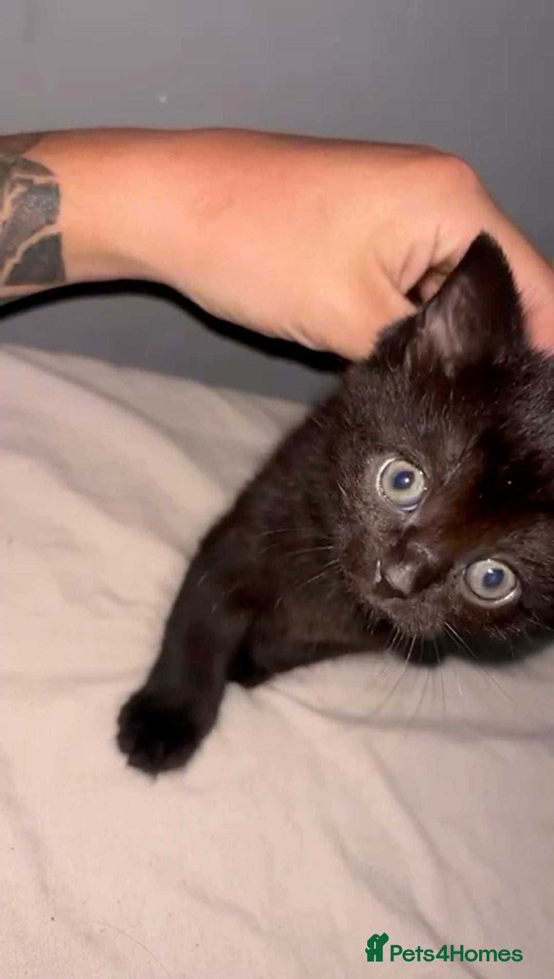 Mixed Breed cats for sale: Cute, Cuddly Kittens 💝 - Image 10