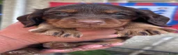 Sprocker dogs for sale: Gorgeous Sprocker puppies - Advert 12