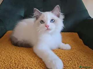 Ragdoll cats Show quality babies ready now - Advert 10