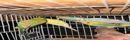 Budgerigars birds for sale: Mixed Budgies 6-12months male and frmale - Advert 6