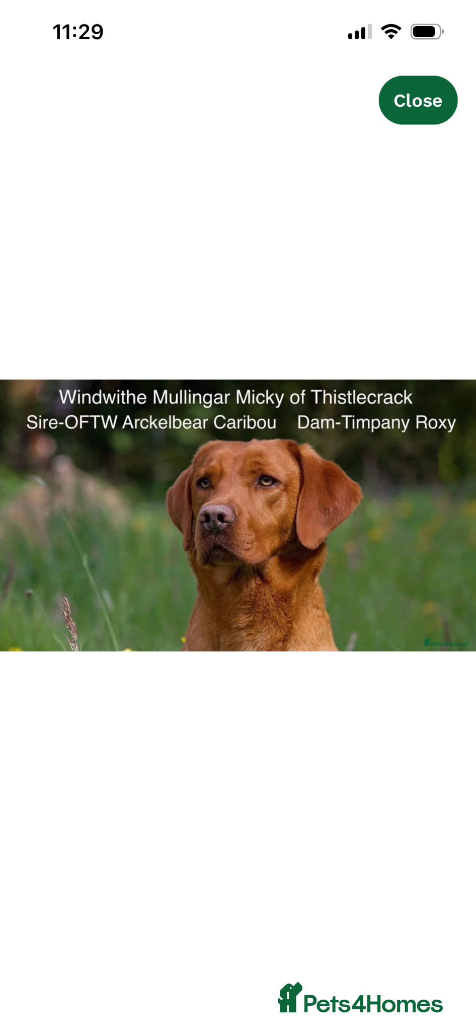 Labrador Retriever dogs Stunning Health Tested Working Bred Labrador Pups - Advert 2