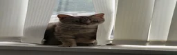 British Shorthair cats for sale: golden british shorthair kitten  - Advert 3