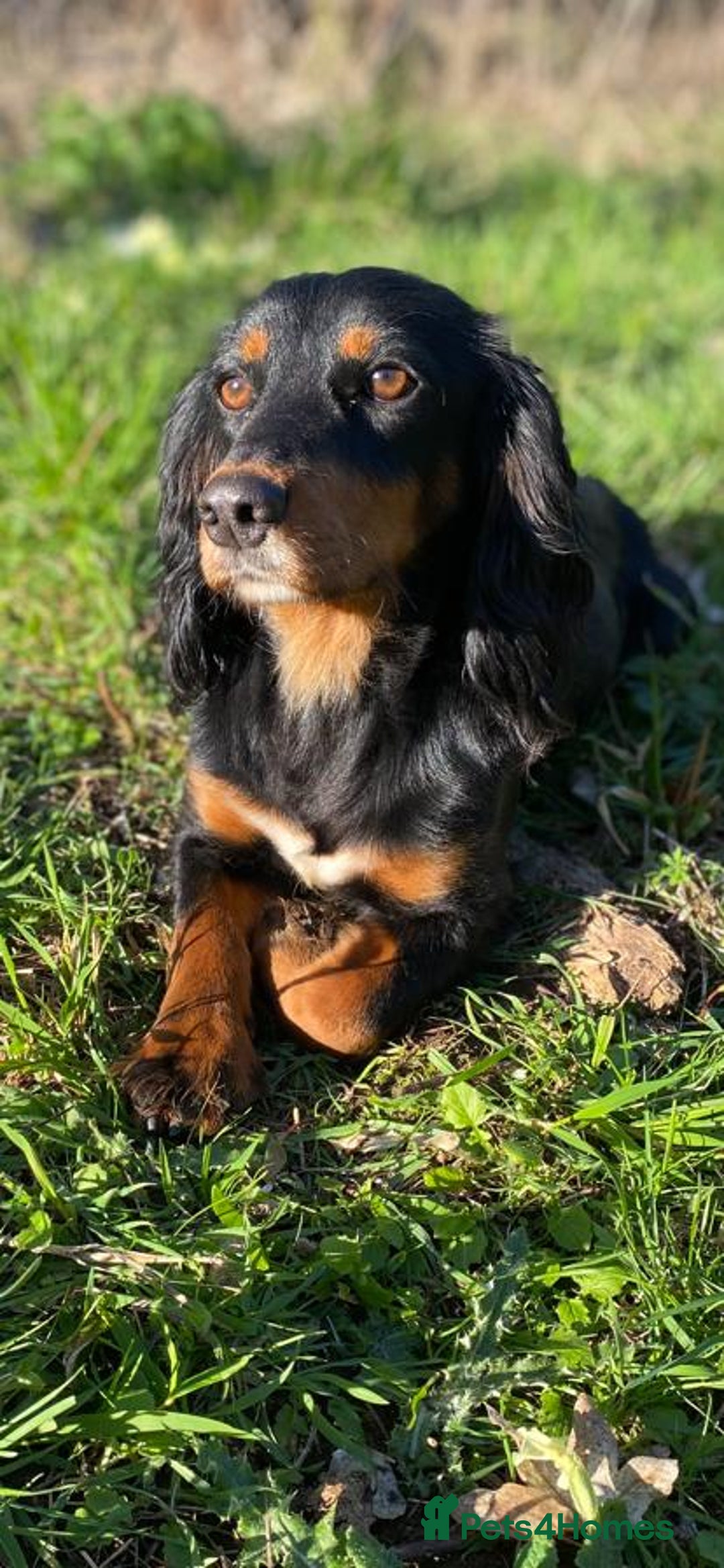 Cocker Spaniel dogs for sale: 2 Working Cocker Spaniel Dog pups - Advert 1