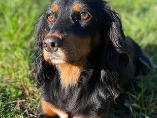 Cocker Spaniel dogs 2 Working Cocker Spaniel Dog pups - Advert 3