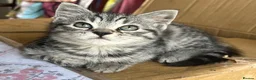 Mixed Breed cats for sale: 5 lovely kittens for sale  - Advert 14