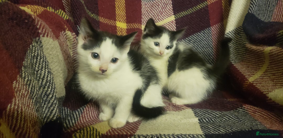 Mixed Breed cats for sale: Beautiful fluffy kittens for sale. - Image 14