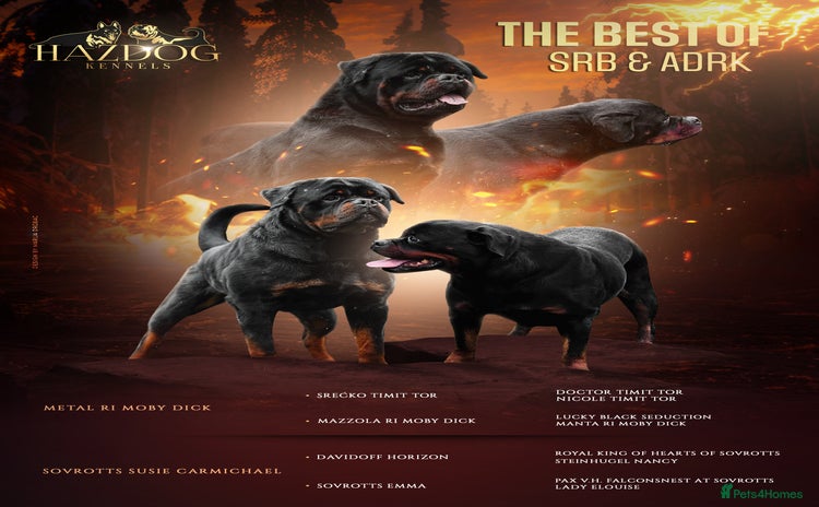 Rottweiler dogs - Advert 5