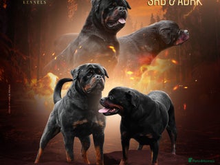 Rottweiler dogs - Advert 6