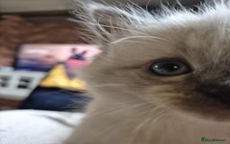 Ragdoll cats for stud: Ragdoll for stud  in Goole - Image 11