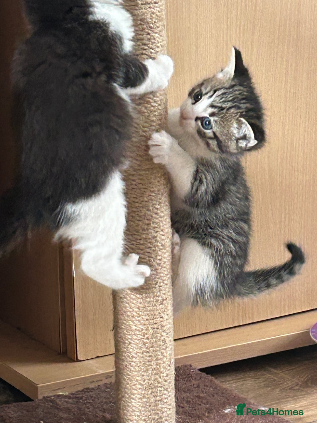 Ragdoll cats for sale: 3x Ragdoll X kittens - Image 8